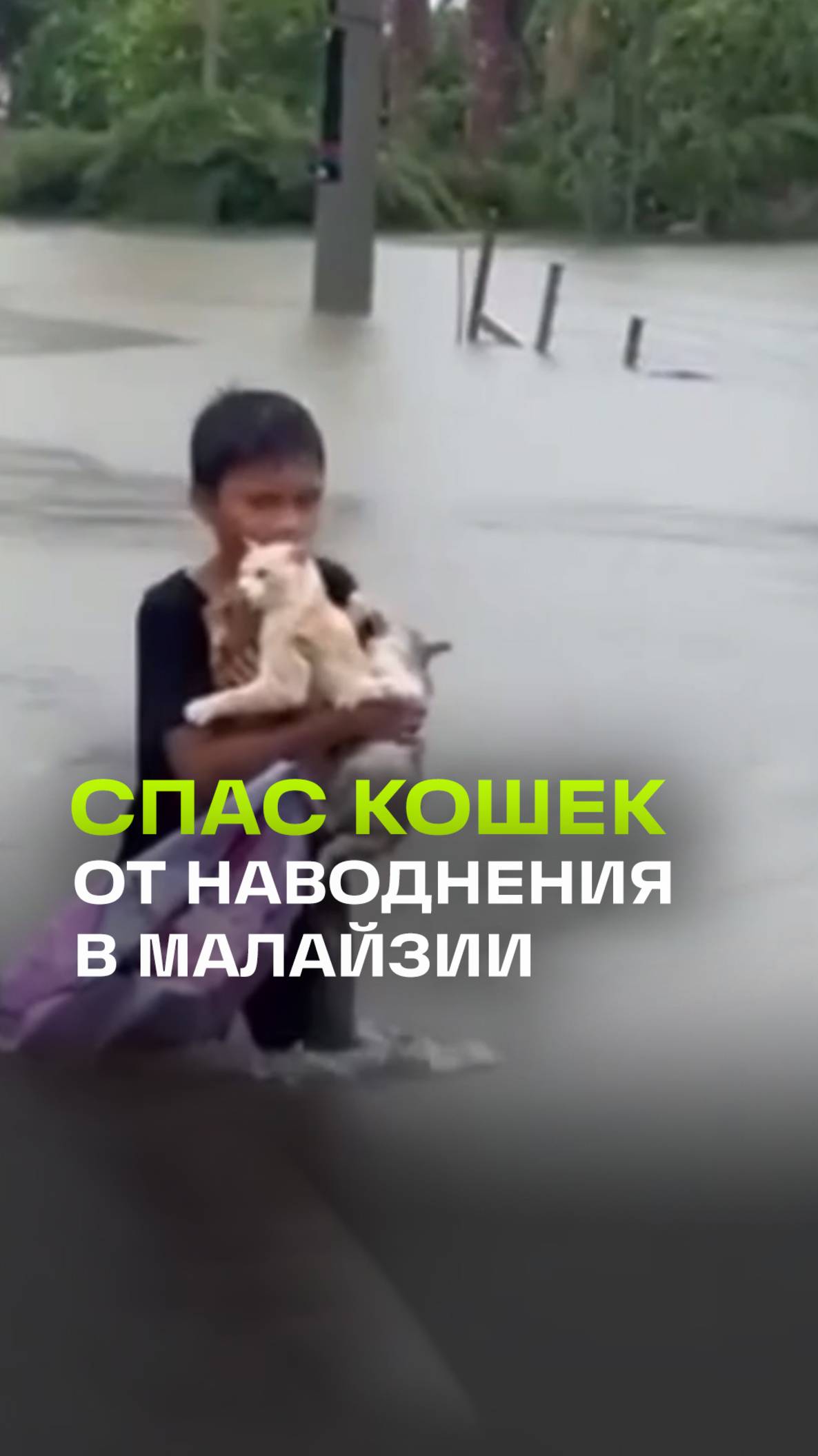 Маленький мальчик в Малайзии, рискуя жизнью, спас кошек от наводнения