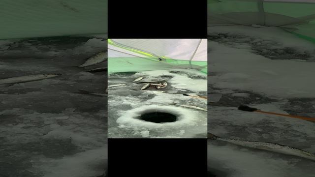 Открытие зимней рыбалки 2024-2025. Ряпушка