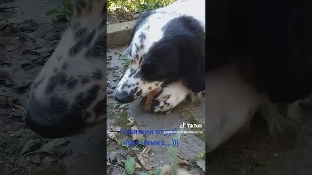 Хрумстик...)))