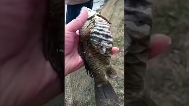 Рыбак поймал очень необычного карпика🤔

Эксперты, что с ним такое?