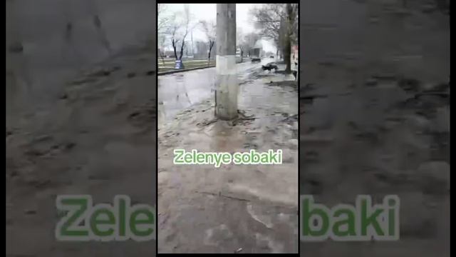 зелёная собака попыта заберака