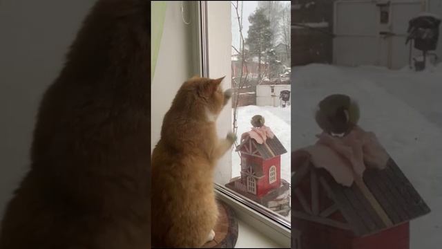 Добыть к Рождеству!