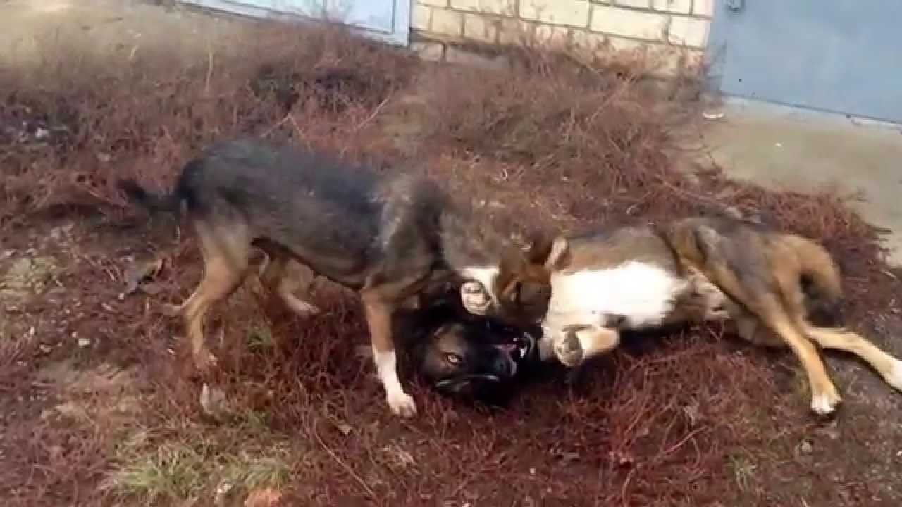 Бакс и Гривна