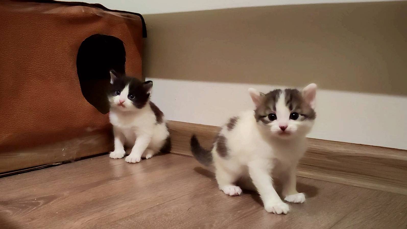 Первые шаги новорожденных котят.
