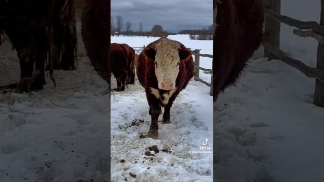 Валера🤣