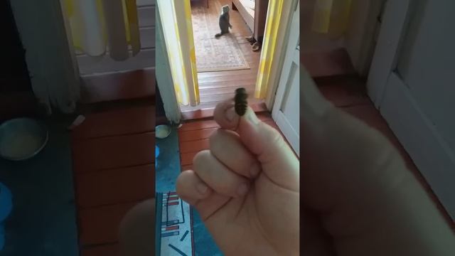 Овод