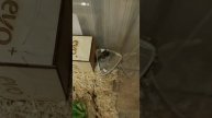 Джунгарик купается в песке