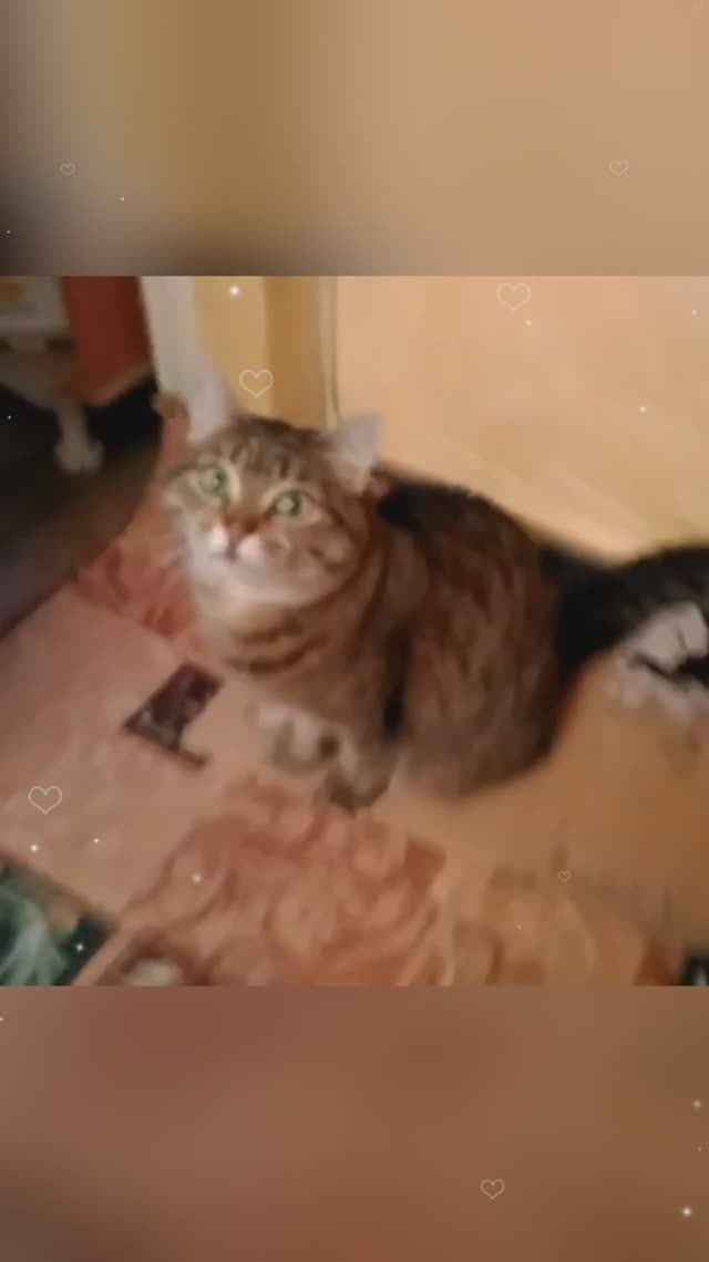 Муся бесится!😺😊💖🐾🐾