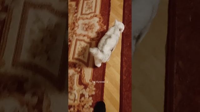 Кот ведет на кухню :)