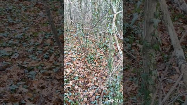 Поход за грибами 🍄 Новороссийск 06.12.2024.