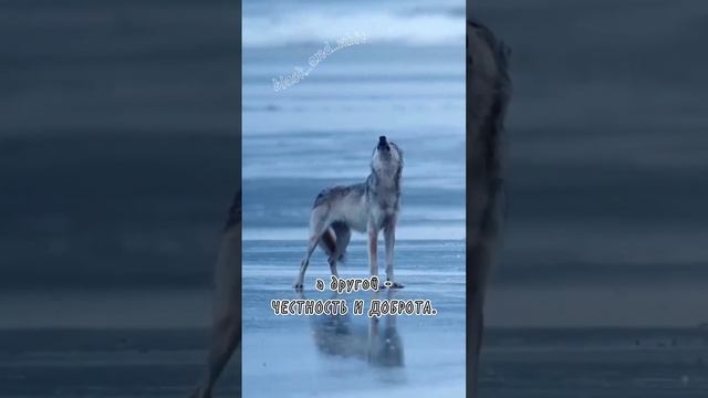два волка