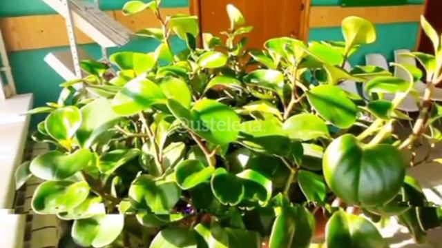 Пеперомия это не просто цветок.