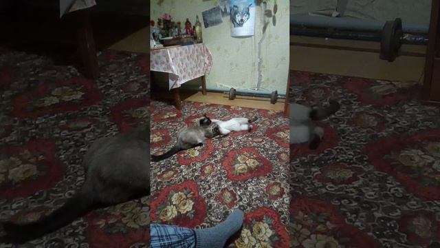 Поиграй со мной.