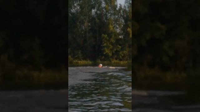 Смешное падение #shorts #short #shortsfeed #подборка #shortsvideo #shortvideo упал сноуборд сапборд