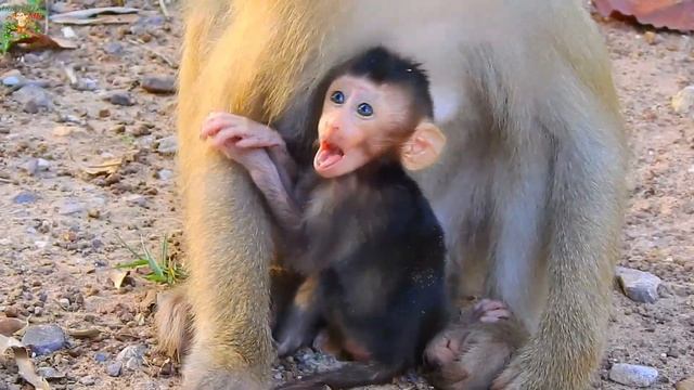 WONDERFUL BABY MONKEY MEETING BITE SO STRANGE...BABY REX BITE BABY JANNA CLOSE EYE |