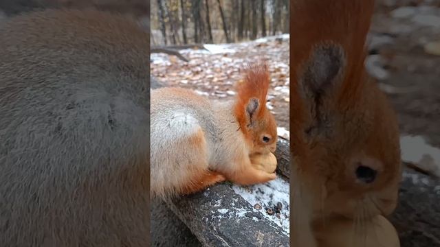 Не успела одна белка уйти , как прибежала другая