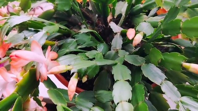 Декабрист отцвёл. Что делать дальше_#video