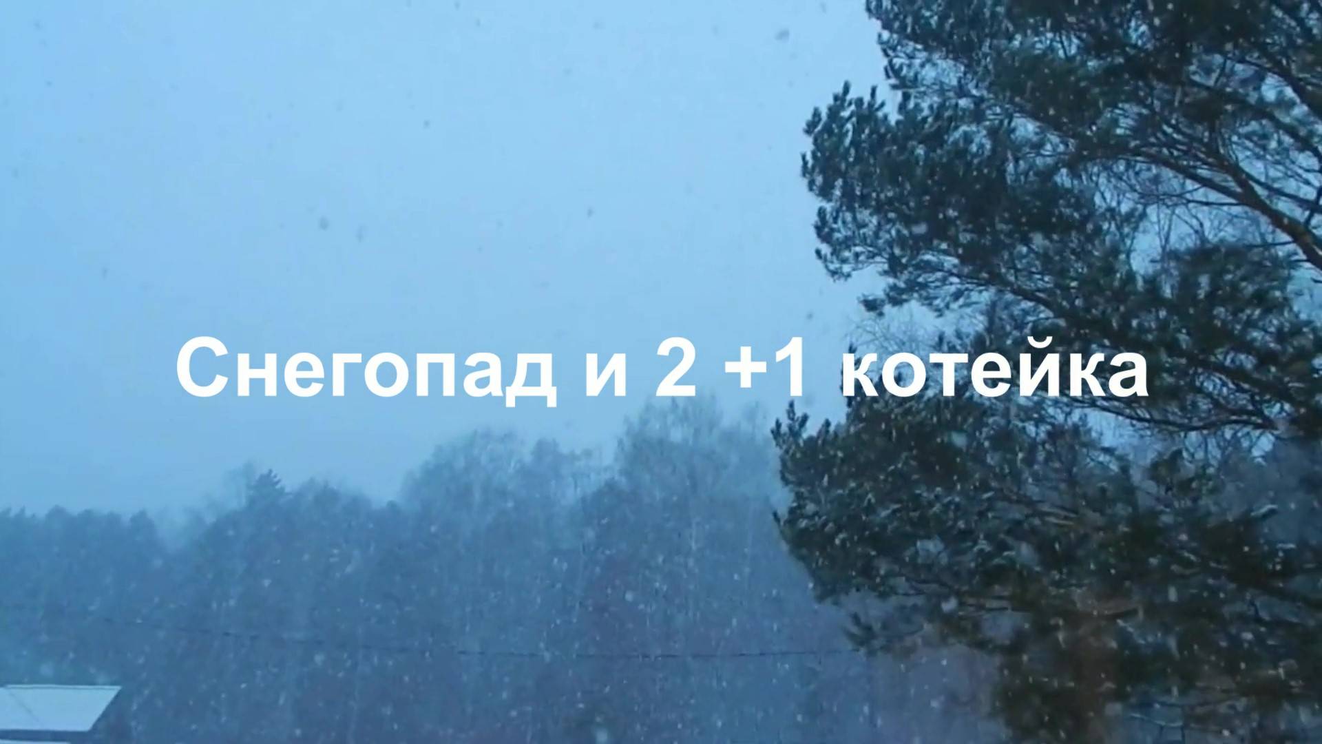Снегопад и 2 +1 котейка...