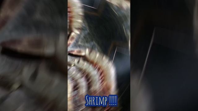 SHRIMP!!!