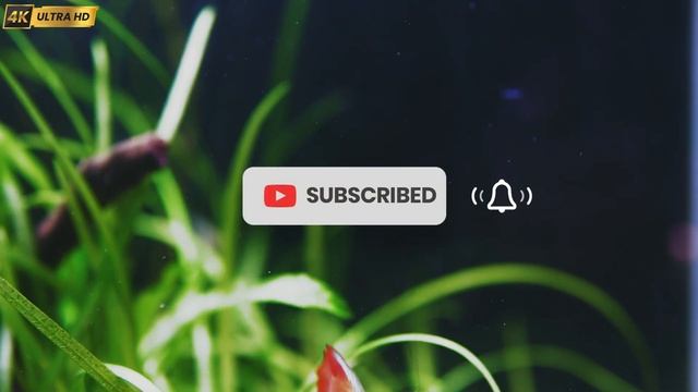Flame Dwarf Gourami Fish Aquarium 4K - Trichogaster Lalius (Dwarf Gourami 4K)