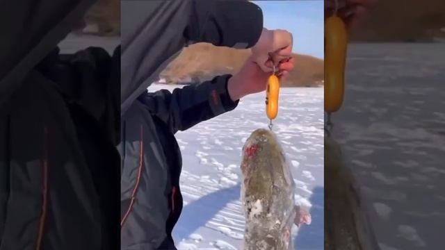 Вот это размерчик, хороший трофей! 😲
