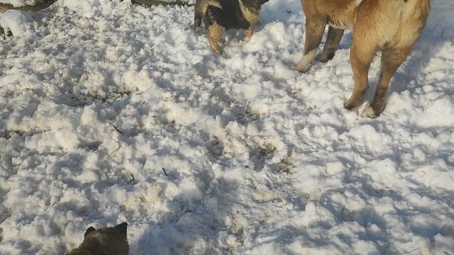 VID_20241129_091047