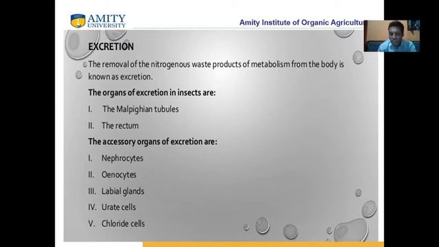 Excretory System in Insects