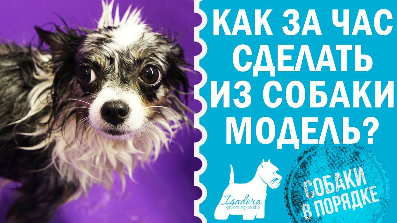ГРУМИНГ ДЛЯ СОБАКИ: МЫТЬЕ, СТРИЖКА, УХОД ЗА ШЕРСТЬЮ | СОБАКИ В ПОРЯДКЕ