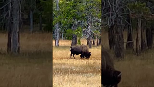 Bison, Yellowstone National Park🦬🌲🇺🇸 #hiking #wyoming #travel
