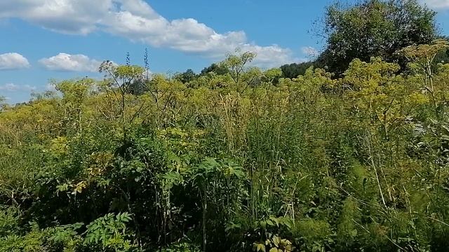 Пасека. Вывезли пчёл на дягель. Пасека на Алтае