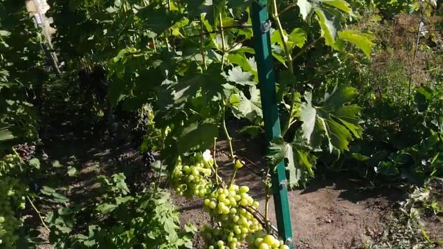 Виноград. Осветляем грозди.