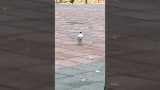 Серая ворона нашла кусочек еды/ребятам о зверятах!