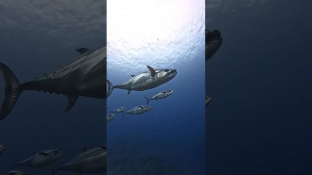 VID_20241206_160346_488.mp4