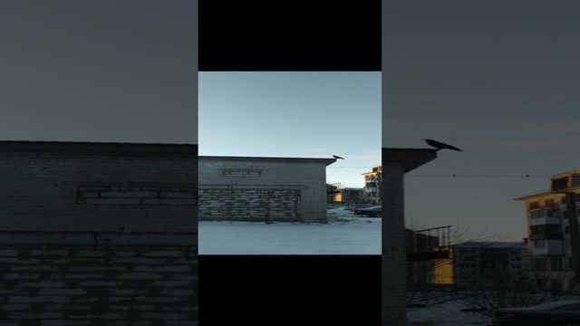 VID_20241102_132211.mp4 Елена Дружиненко Воркута Чёрный ворон!!!