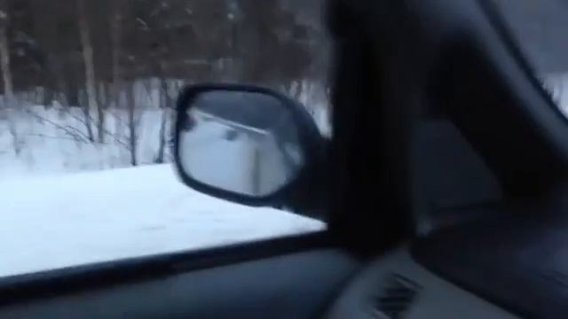Тигр в Анжеро-Судженске