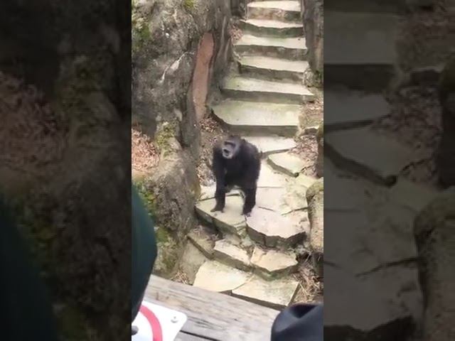 обезьяна