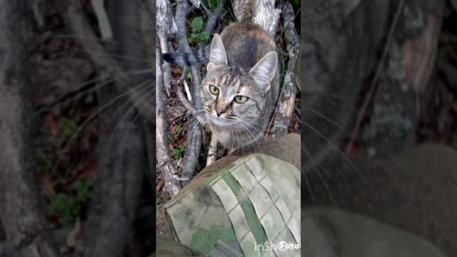 фронтовые коты тик ток 3м
