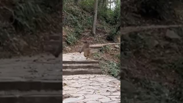 Кровиночка