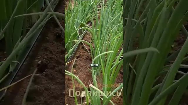 90 соток ЗЕМЛЯ КАК ХЛЕБ Реальный случай