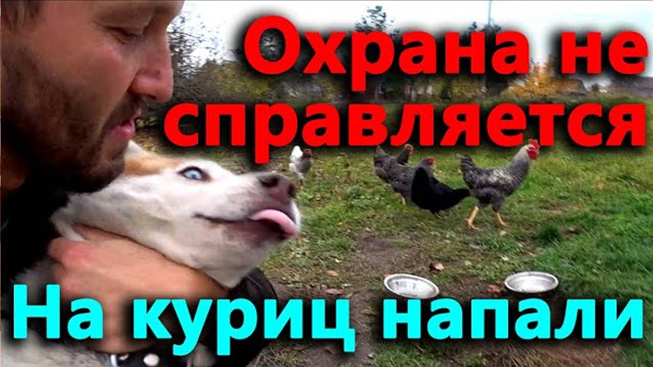 Охрана не справляется с грабителями. Природа атакует, курицы под угрозой.