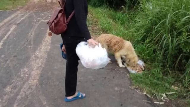 Собака 4 года ждала свою семью на одном месте, Пока не случилось это!