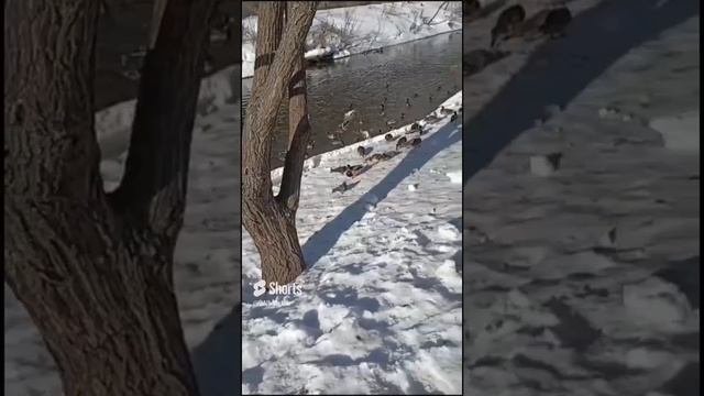 Условия сделки.mp4