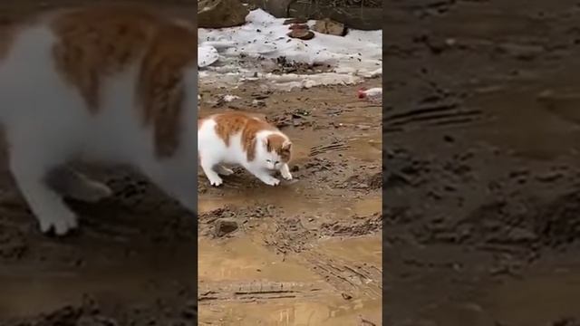 Окружон, но не сломлен.mp4