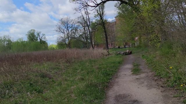 Деревья в 300 лет в Гусеве