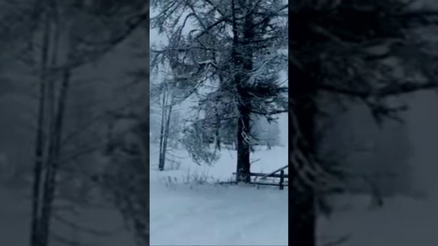 Белый блюз. Дмитрий Шлапак