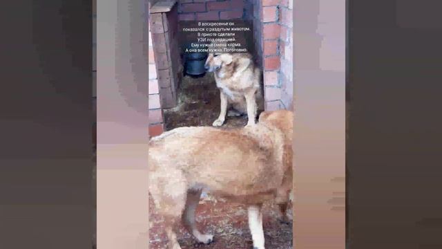 Спайс в приюте Малинки после УЗИ