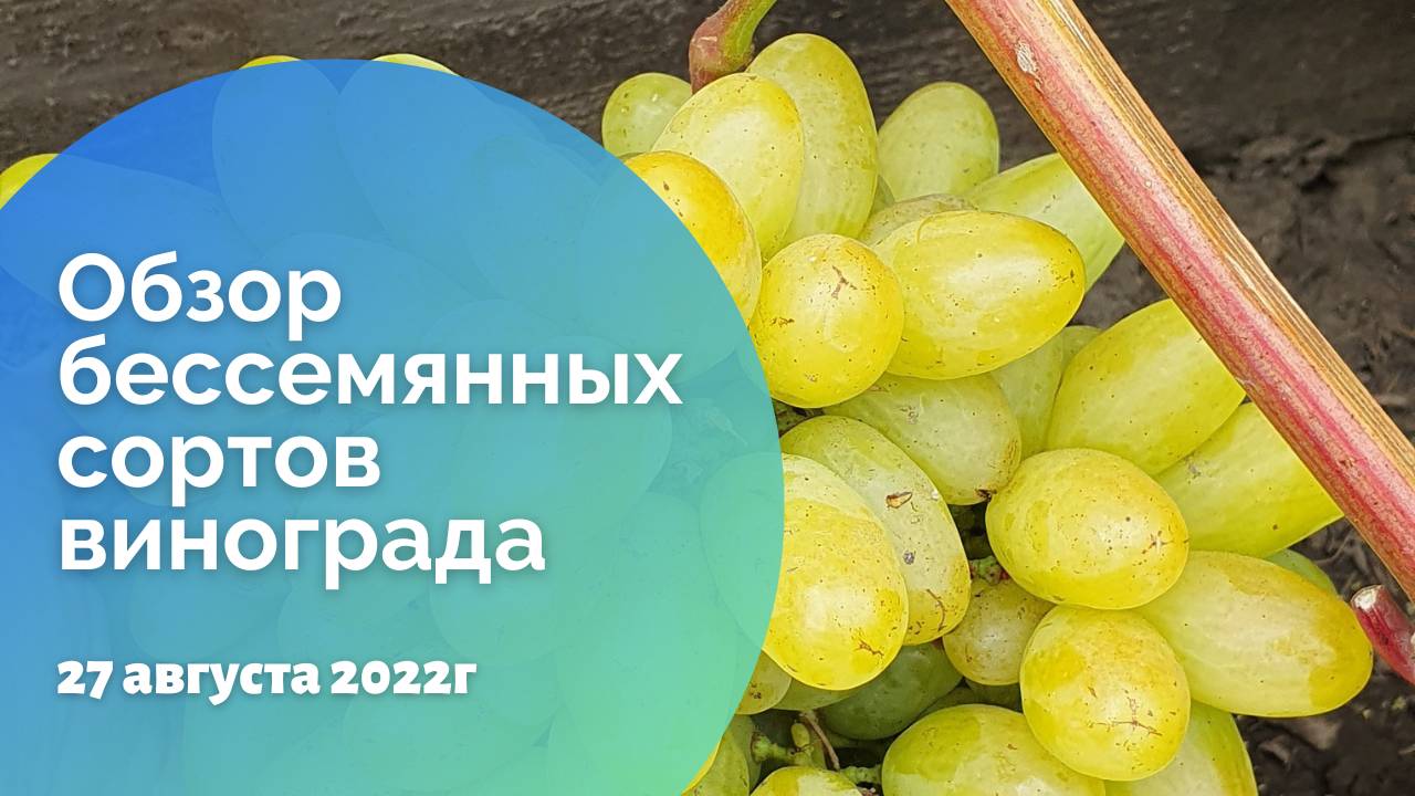 Обзор бессемянных сортов винограда 27.08.2022