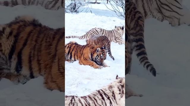 🐅Зооцентру «Земля Прайда» придется переехать🐅