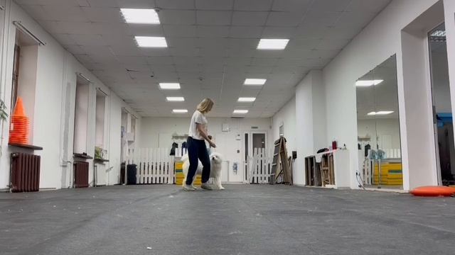 Щенок самоеда шоу класса(7мес)