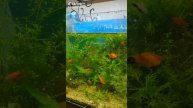 аквариумные рыбки
